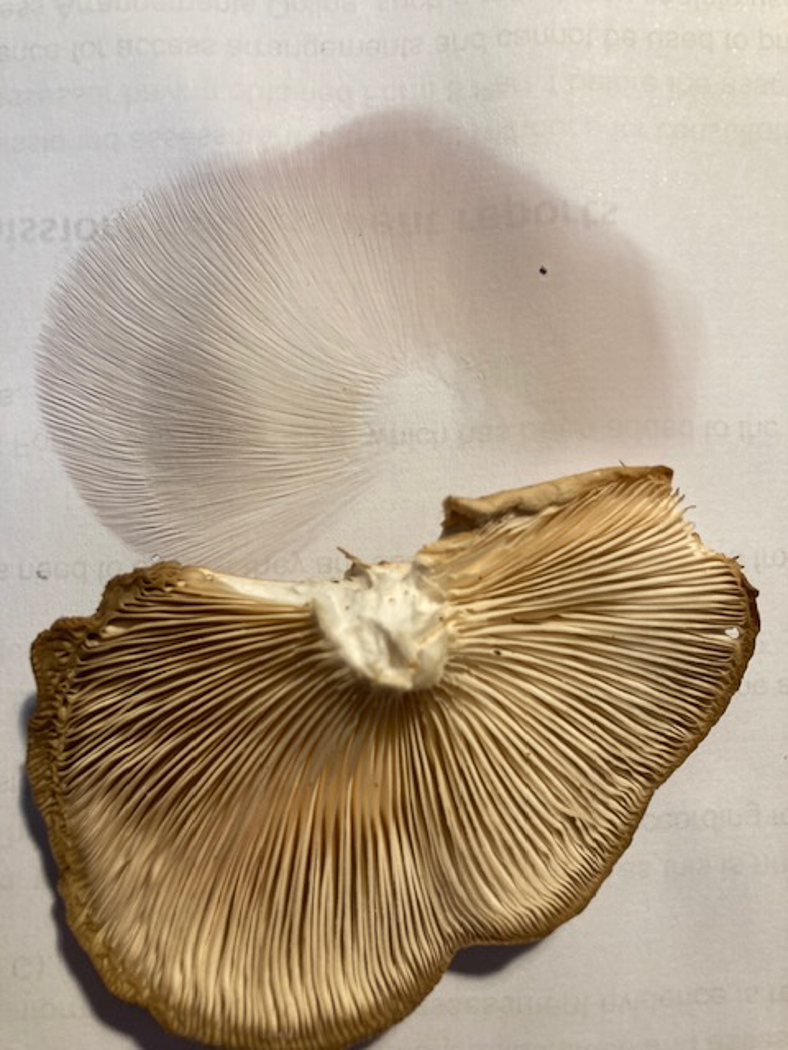 Photo by Paul Allen Pleurotus ostreatus by Paul Allen